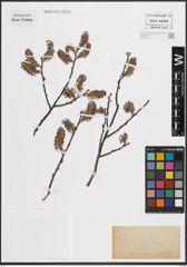 Foto von Salix cinerea L.